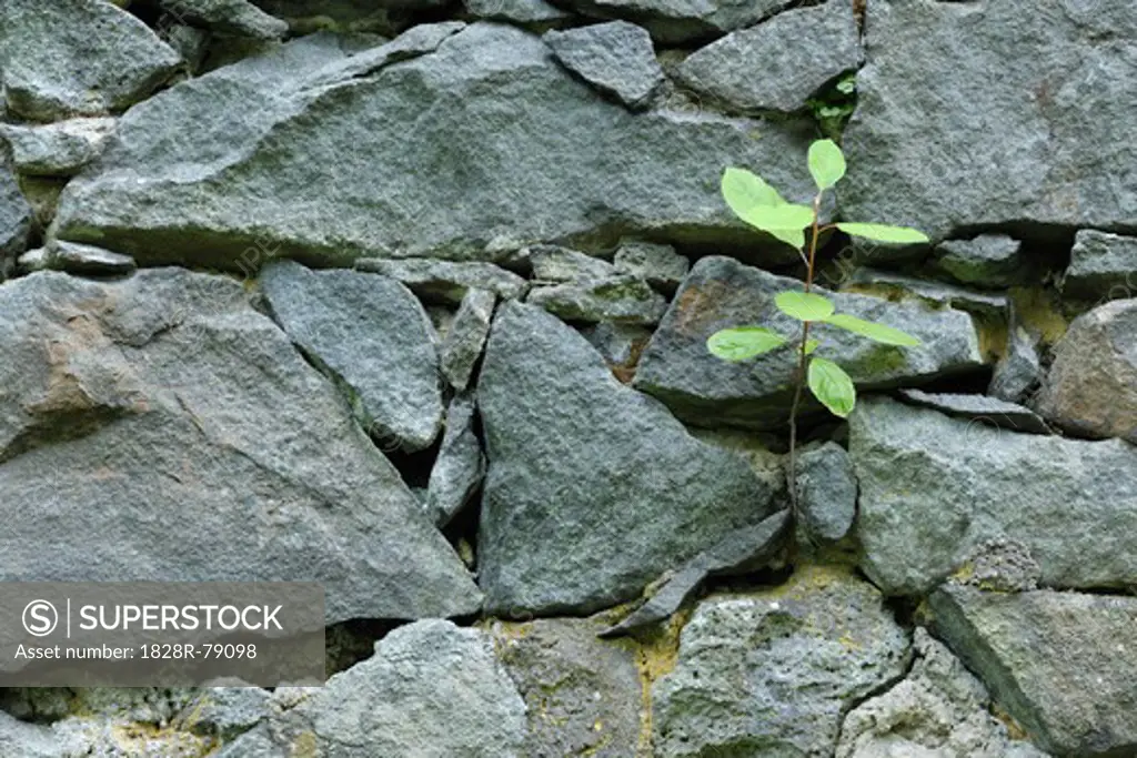 Sappling Growing in Stone Wall, Klein Auheim, Hanau, Main-Kinzig, Hesse, Germany