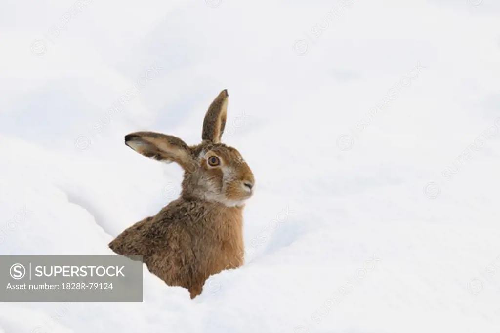 European Brown Hare, Germany