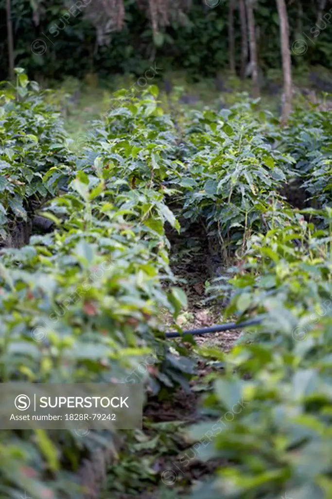 Finca Vista Hermosa Coffee Plantation, Agua Dulce, Huehuetenango Department, Guatemala
