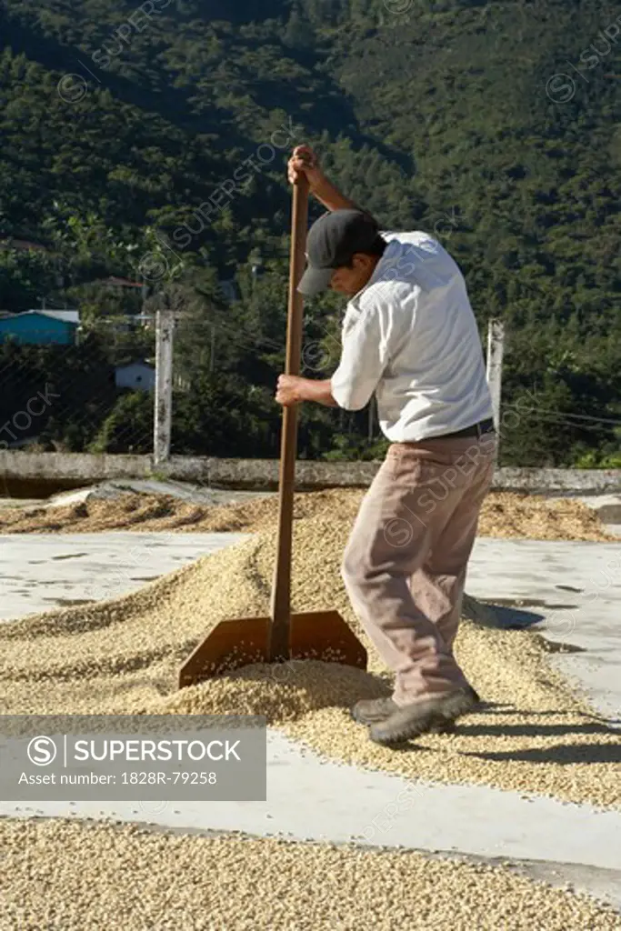 Drying Coffee Beans, Finca Vista Hermosa Coffee Plantation, Agua Dulce, Huehuetenango Department, Guatemala