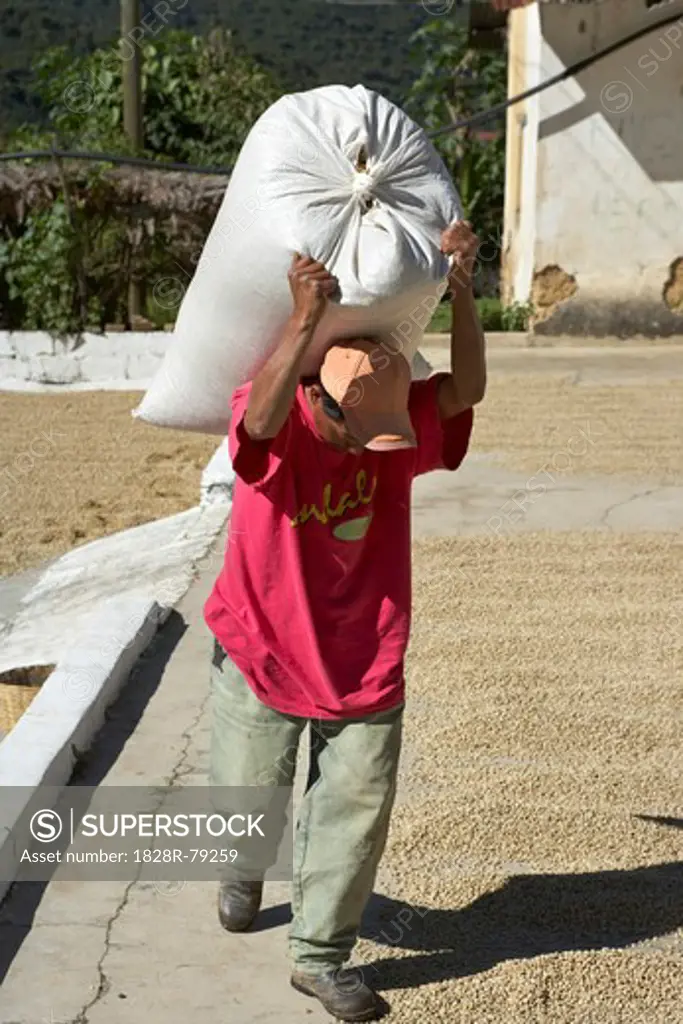 Coffee Harvest, Finca Vista Hermosa Coffee Plantation, Agua Dulce, Huehuetenango Department, Guatemala