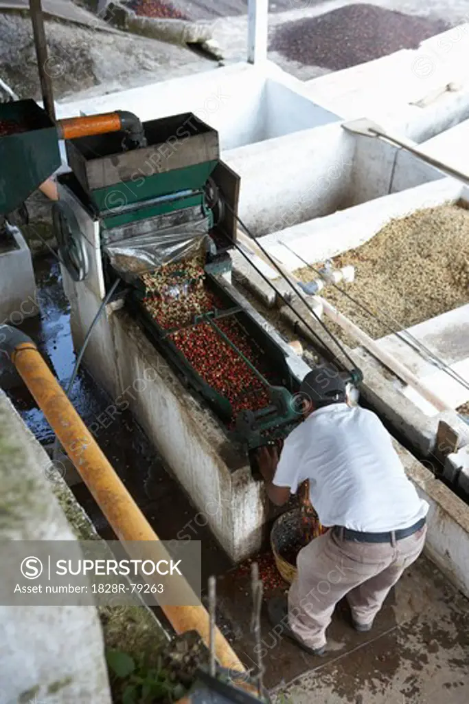 Coffee Beans in Pulper, Finca Vista Hermosa Coffee Plantation, Agua Dulce, Huehuetenango Department, Guatemala