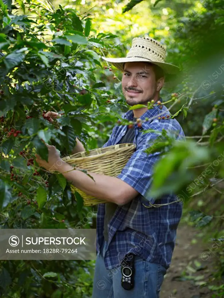 Plantation Owner Picking Coffee Berries, Finca Vista Hermosa Coffee Plantation, Agua Dulce, Huehuetenango Department, Guatemala