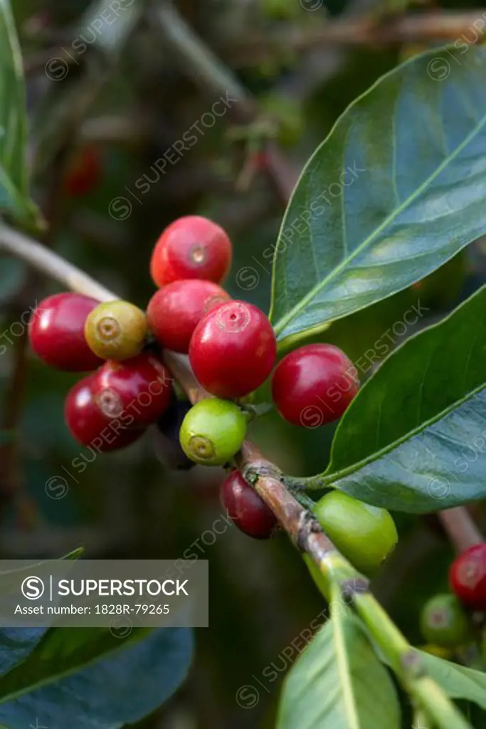 Close-up of Coffee Berries, Finca Vista Hermosa Coffee Plantation, Agua Dulce, Huehuetenango Department, Guatemala