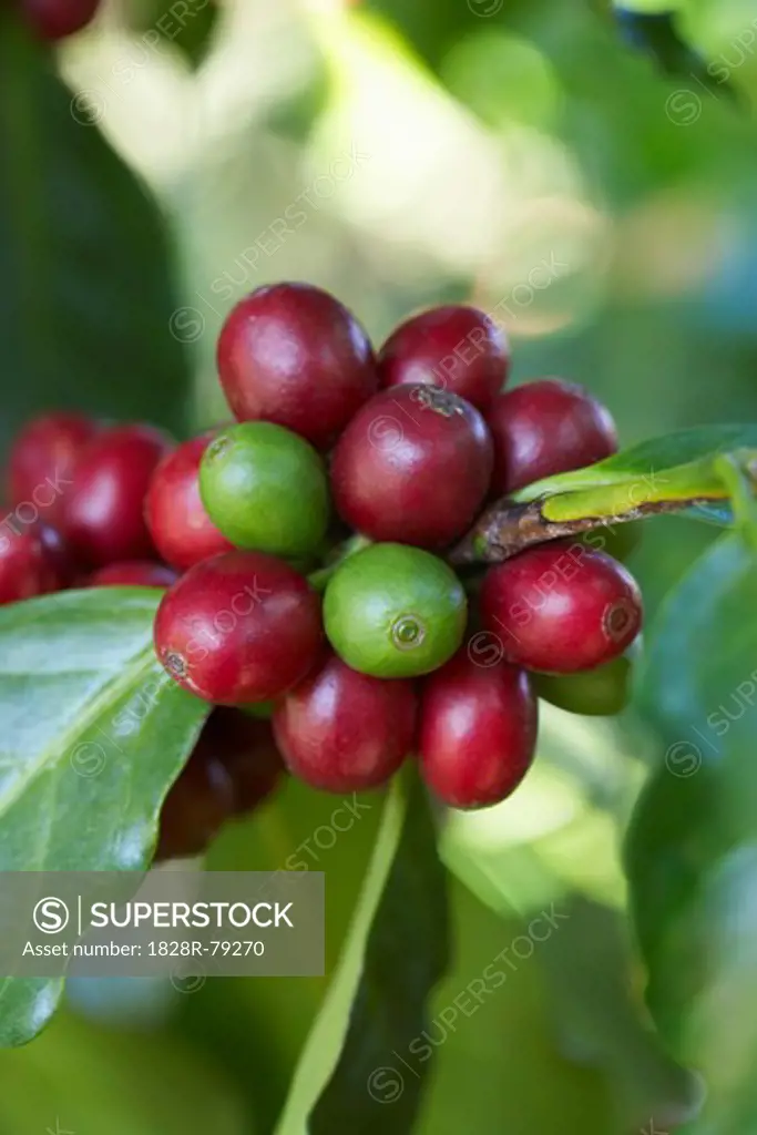 Close-up of Coffee Berries, Finca Villaure Coffee Plantation, Hoja Blanca, Huehuetenango Department, Guatemala