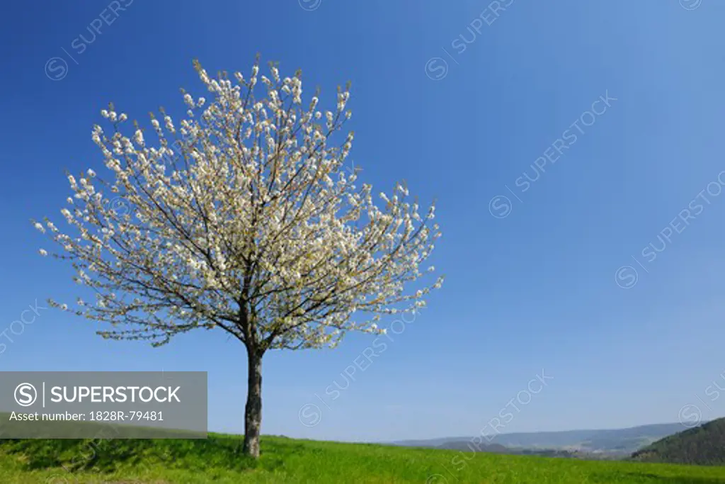 Cherry Tree, Moembris, Aschaffenburg, Franconia, Bavaria, Germany