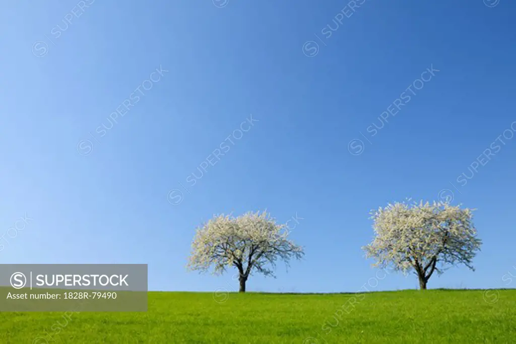 Cherry Trees, Odenwald, Hesse, Germany
