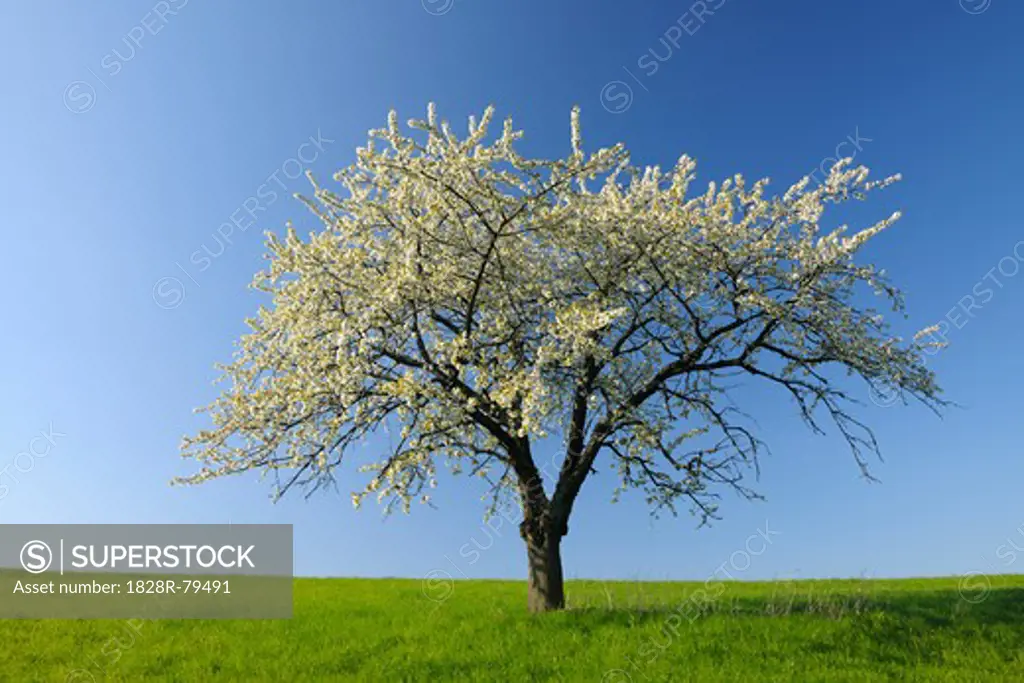 Cherry Tree, Odenwald, Hesse, Germany