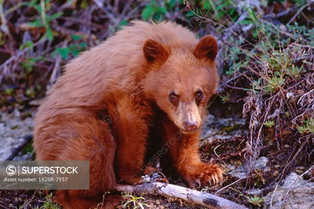 Bear Cub   