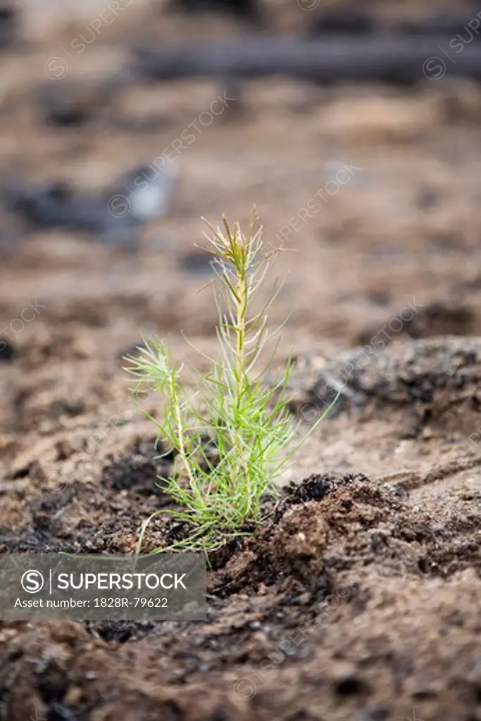 Pine Seedling in Burnt Forest, British Columbia, Canada