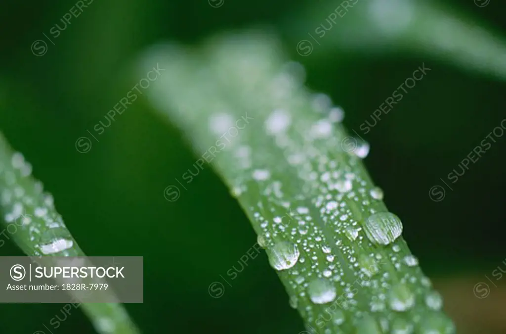 Dew Drops on Blades of Grass   