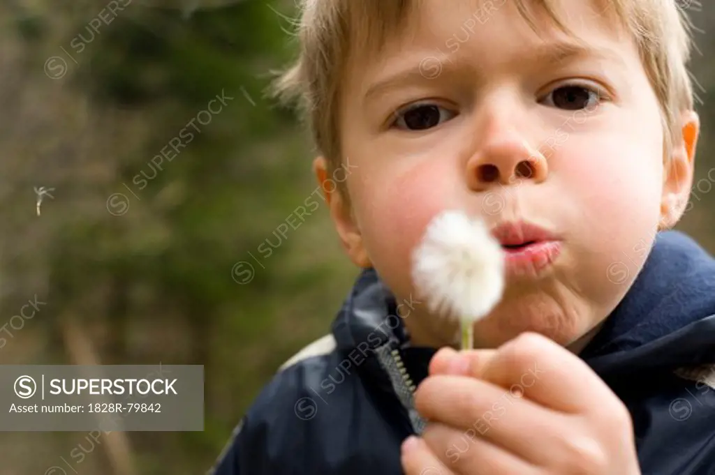 Boy Blowing on Dandelion, Salzburg, Salzburger Land, Austria