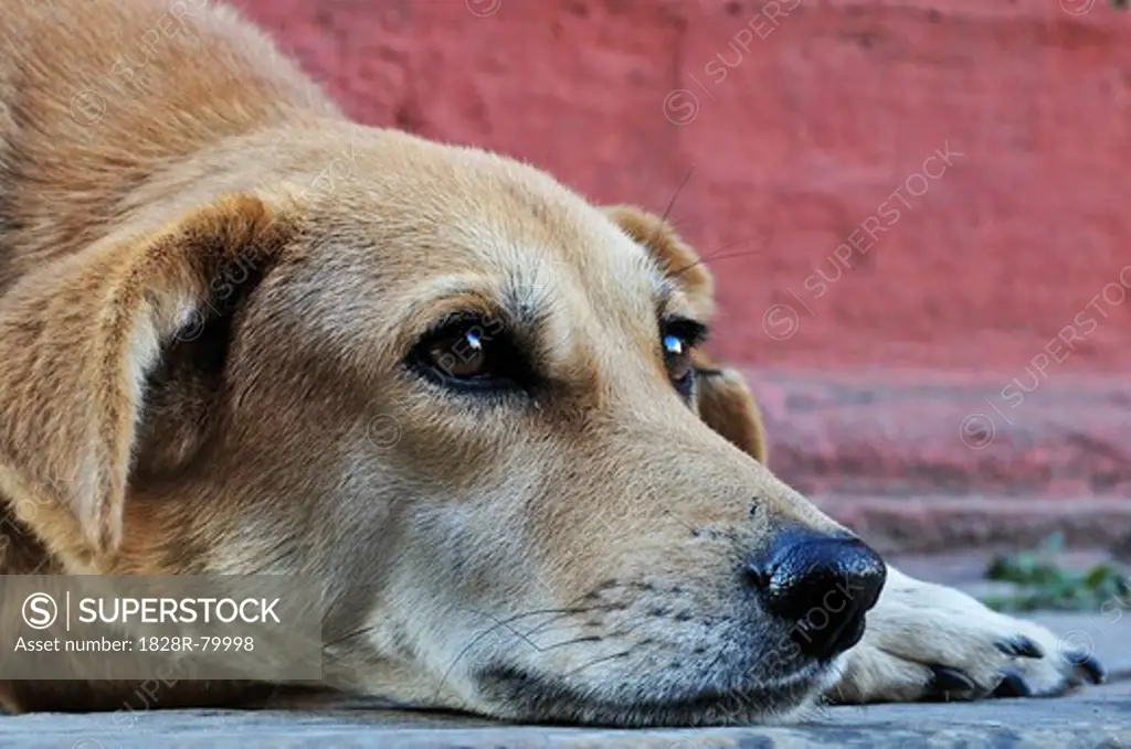 Dog, Durbar Square, Kathmandu, Bagmati, Madhyamanchal, Nepal