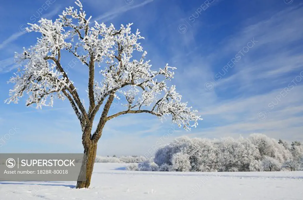 Winter Landscape, near Albstadt, Swabian Alb, Baden-Wuerttemberg, Germany