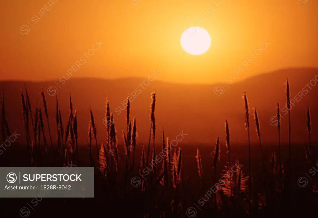 Sugar Cane at Sunset, Zululand, Natal, South Africa   