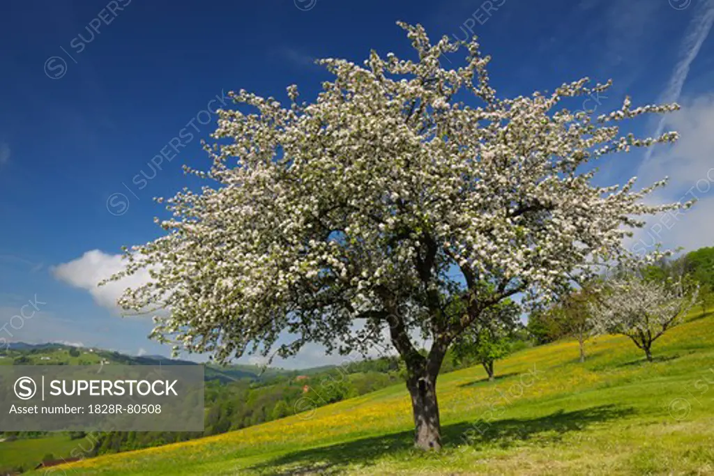 Apple Tree in Bloom, Mostviertel, Lower Austria, Austria