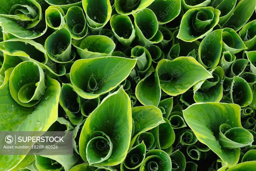 Close-up of Calla Lilies, Baden-Wurttemberg, Germany