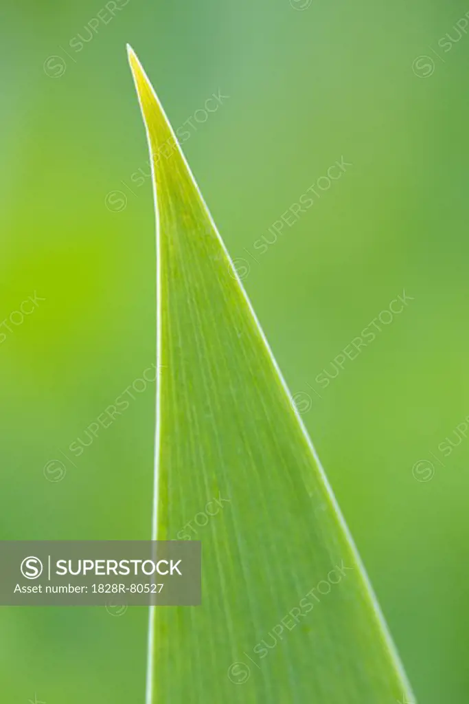 Close-up of Lily Leaf, Baden-Wurttemberg, Germany