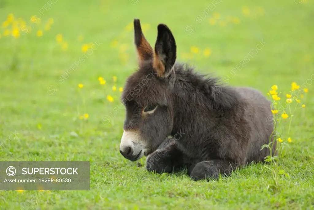 Young Donkey in Meadow, Baden-Wurttemberg, Germany