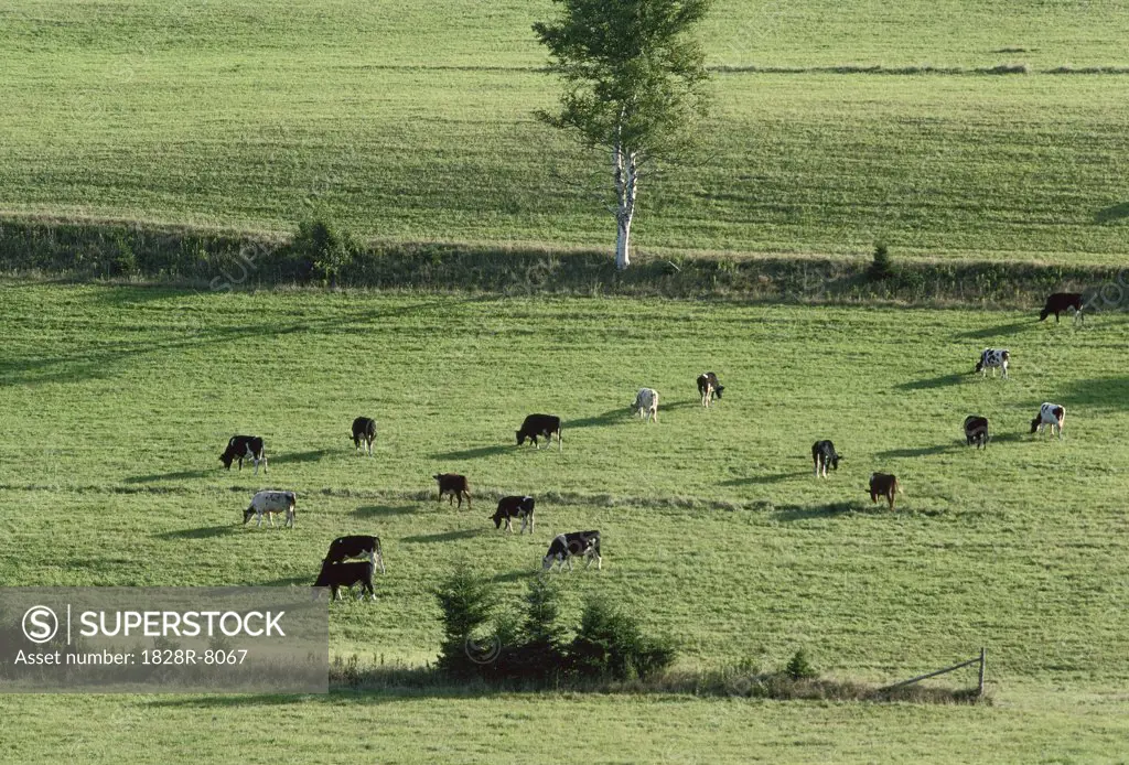 Cattle near Wheatley River, Prince Edward Island, Canada   