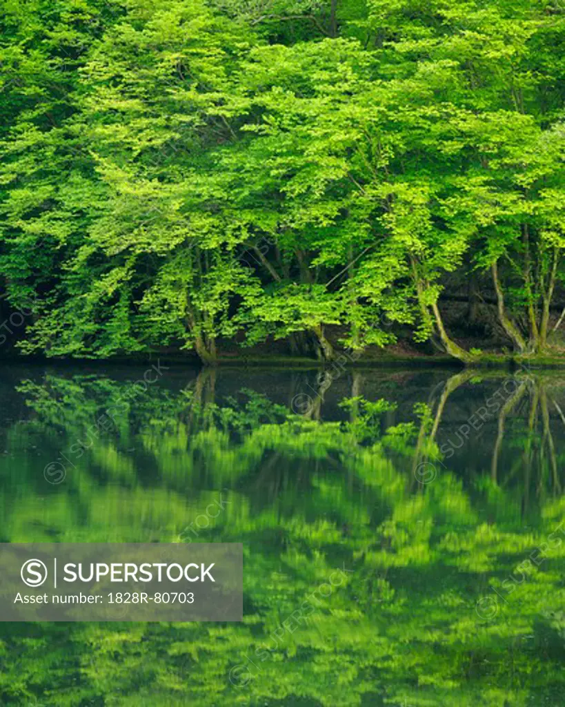 Forest Reflected in Lake, Odenwald, Hesse, Germany