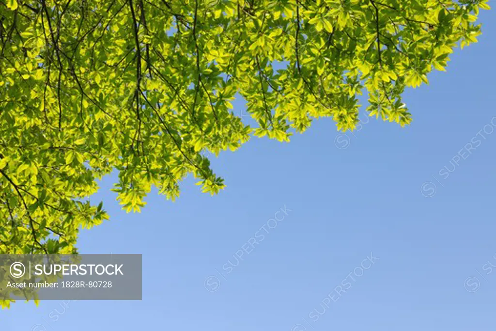 Chestnut Leaves in Spring, Nothweiler, Rhineland-Palatinate, Germany
