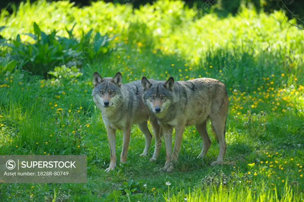 Wolves in Meadow, Germany
