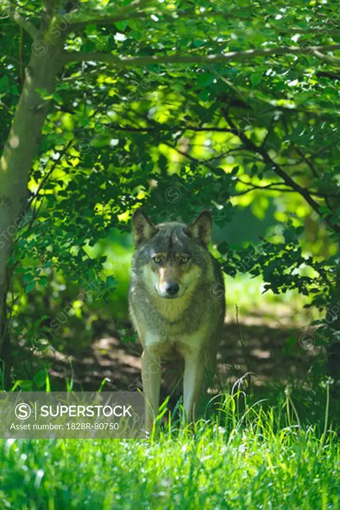 Wolf in Forest, Germany