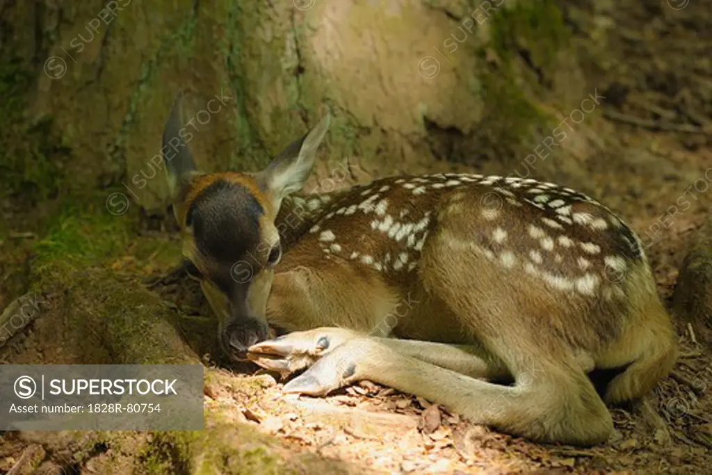 Red Deer Fawn in Forest, Germany