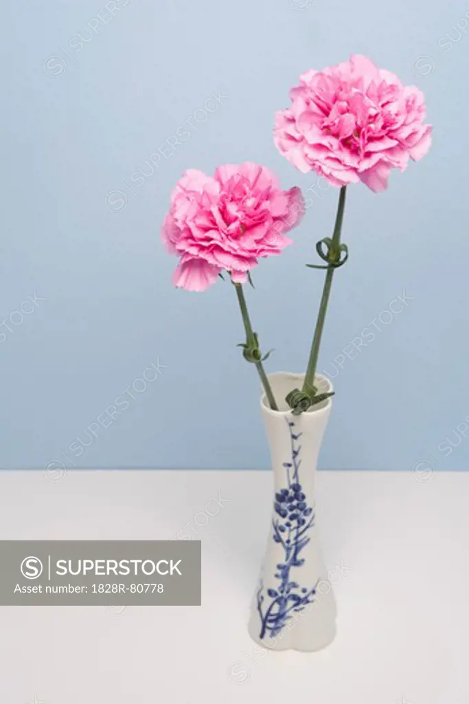 Carnations in Vase