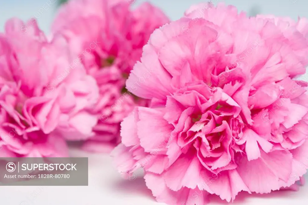 Close-up of Carnations