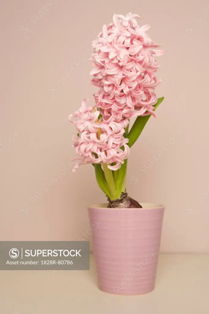 Hyacinth in Flowerpot