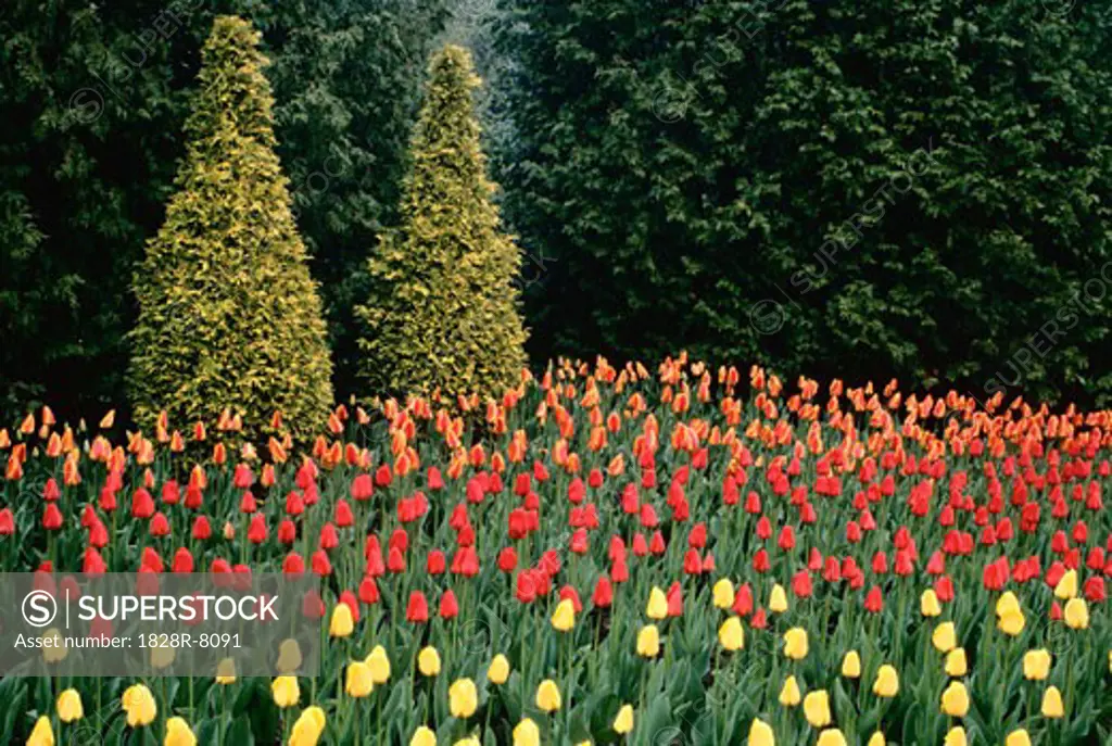 Tulips, Cullen Gardens, Whitby, Ontario, Canada   