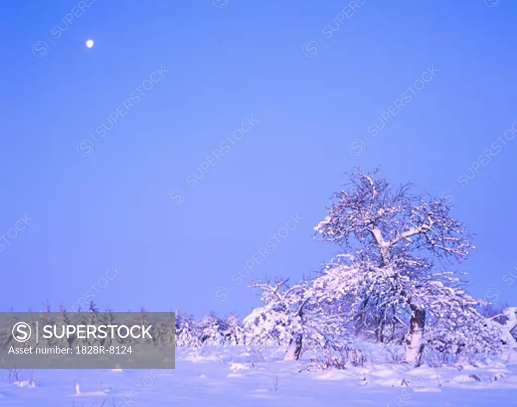 Snow-Covered Trees, Lyndeshores Conservation Area, Ontario, Canada   