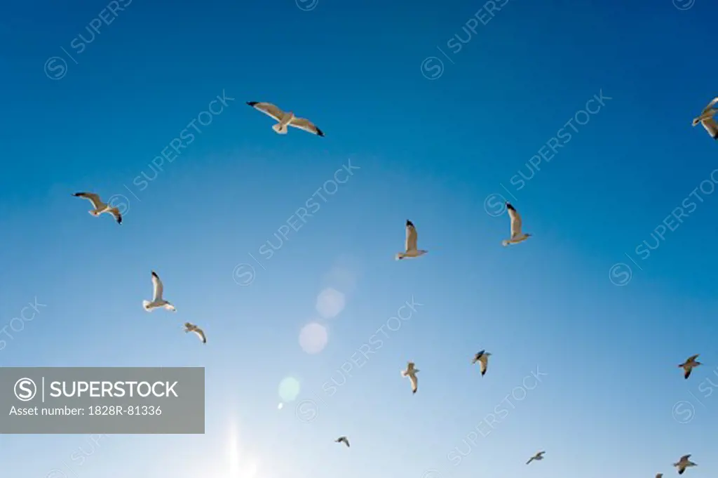 Seagulls Flying in Blue Sky, Spring Hill, Florida, USA
