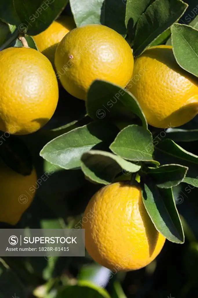 Lemons, Portola, San Francisco, California, USA