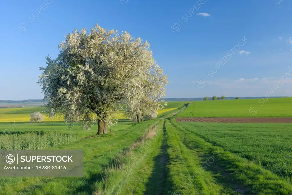 Cherry Tree in Bloom in Farmland, Franconia, Bavaria, Germany
