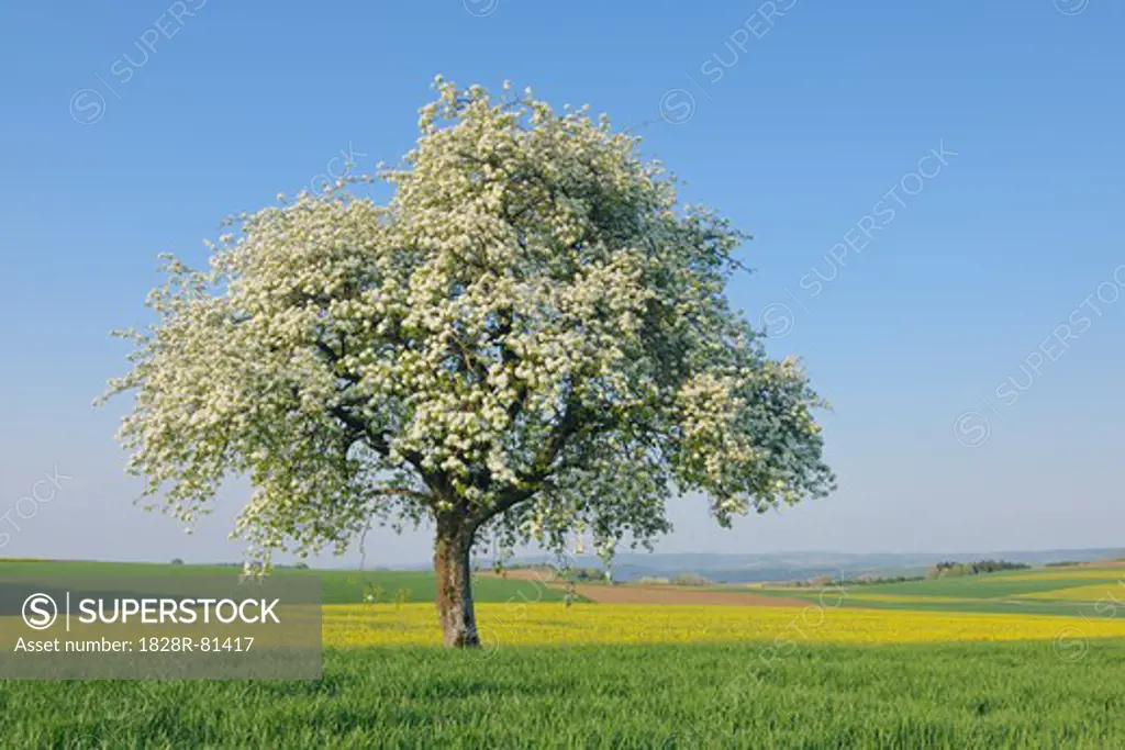 Pear Tree in Bloom in Meadow, Mettlach, Merzig-Wadern District, Saarland, Germany