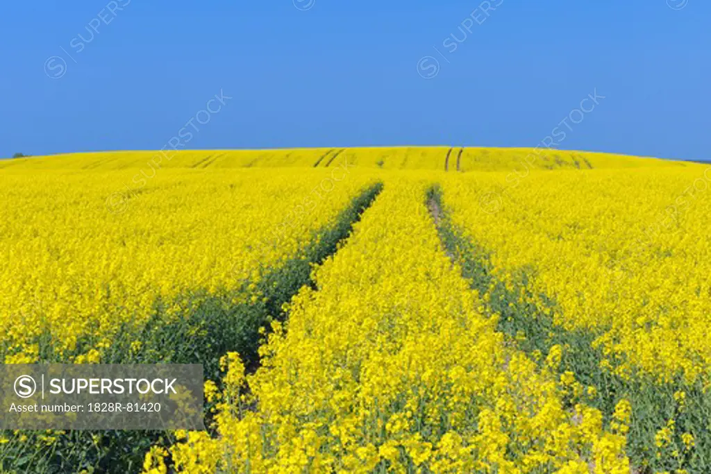 Canola Field with Tire Tracks, Mecklenburg-Vorpommern, Germany
