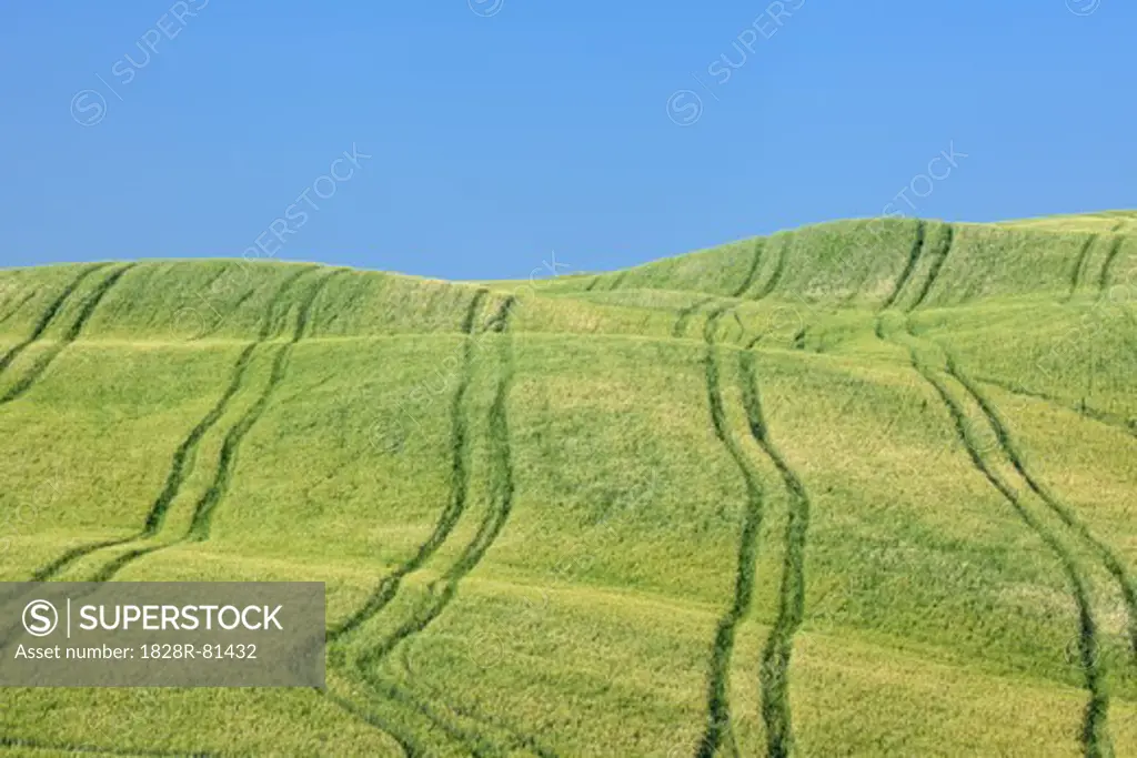 Tire Tracks in Wheat Field, Val d'Orcia, Siena Province, Tuscany, Italy