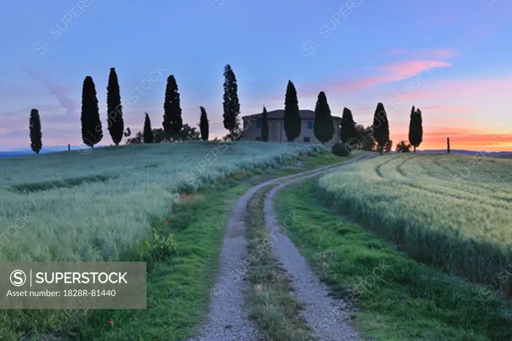 Dirt Road through Fields with Farmhouse and Cypress Trees, Pienza, Val d'Orcia, Siena Province, Tuscany, Italy