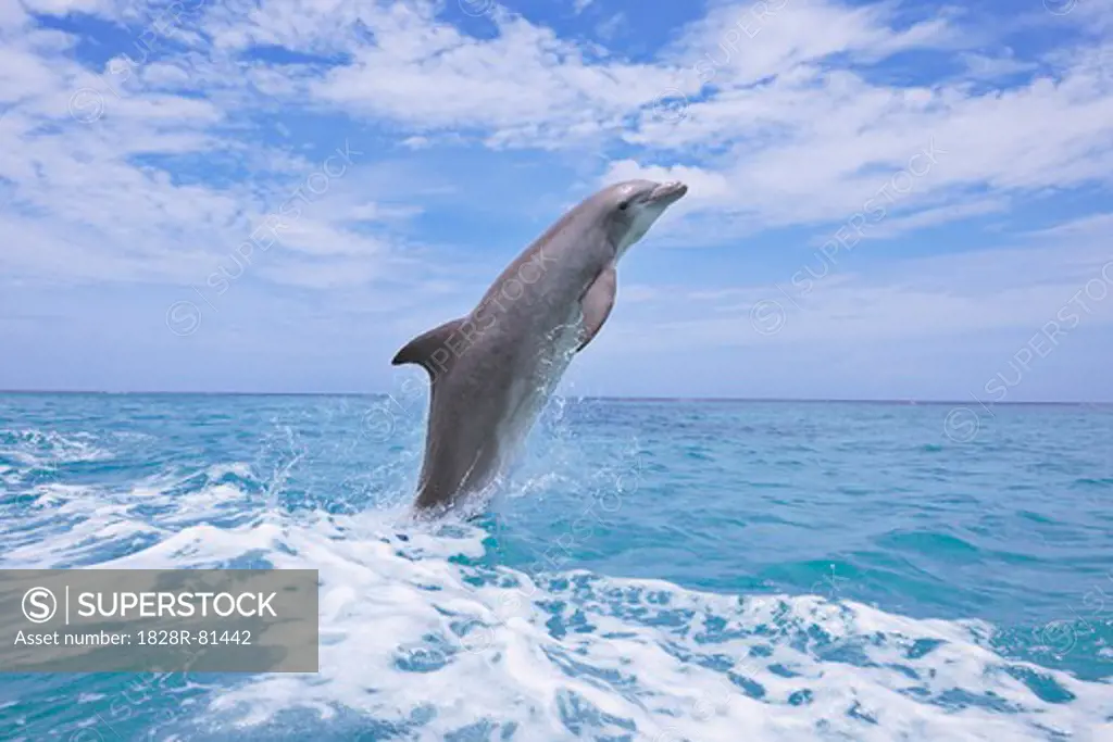 Common Bottlenose Dolphin Jumping out of Water, Caribbean Sea, Roatan, Bay Islands, Honduras