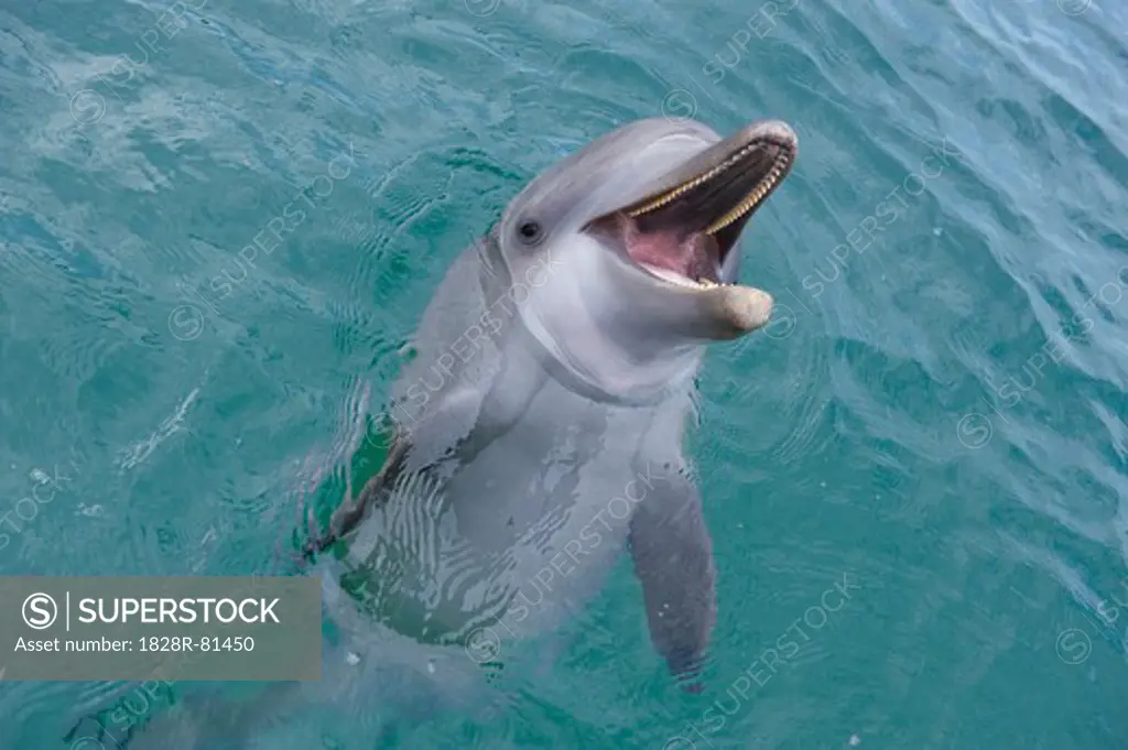 Common Bottlenose Dolphin at Water Surface, Caribbean Sea, Roatan, Bay Islands, Honduras