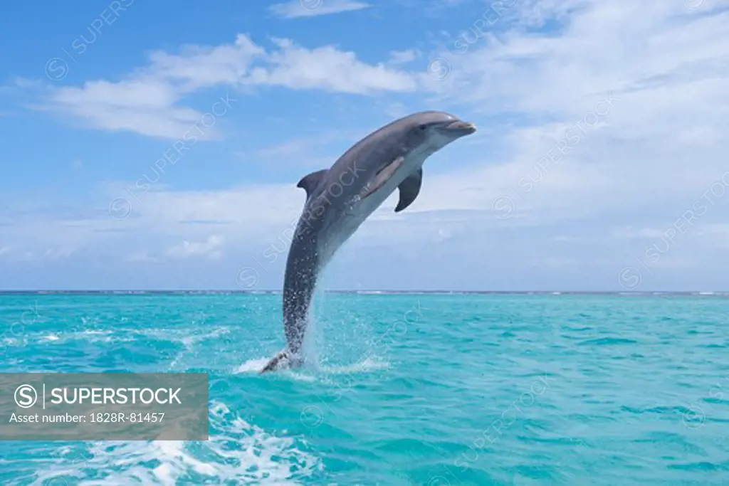 Common Bottlenose Dolphin Jumping out of Water, Caribbean Sea, Roatan, Bay Islands, Honduras