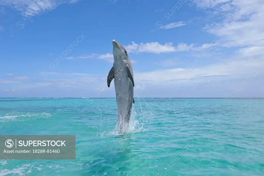 Common Bottlenose Dolphin Swimming Backwards on Tail, Caribbean Sea, Roatan, Bay Islands, Honduras