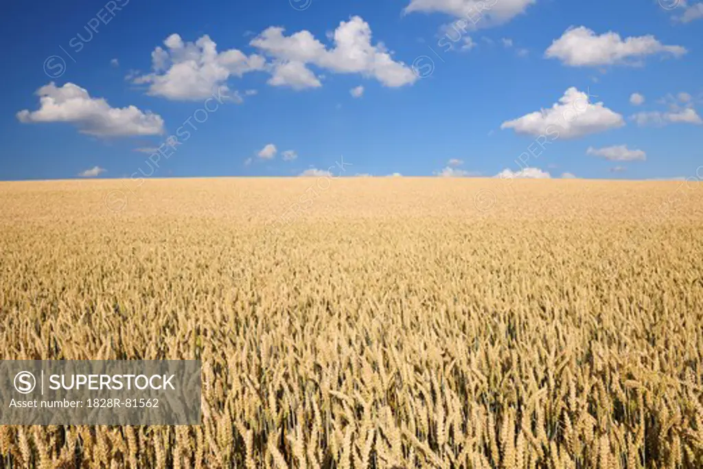 Wheat Field, Marktheidenfeld, Franconia, Bavaria, Germany