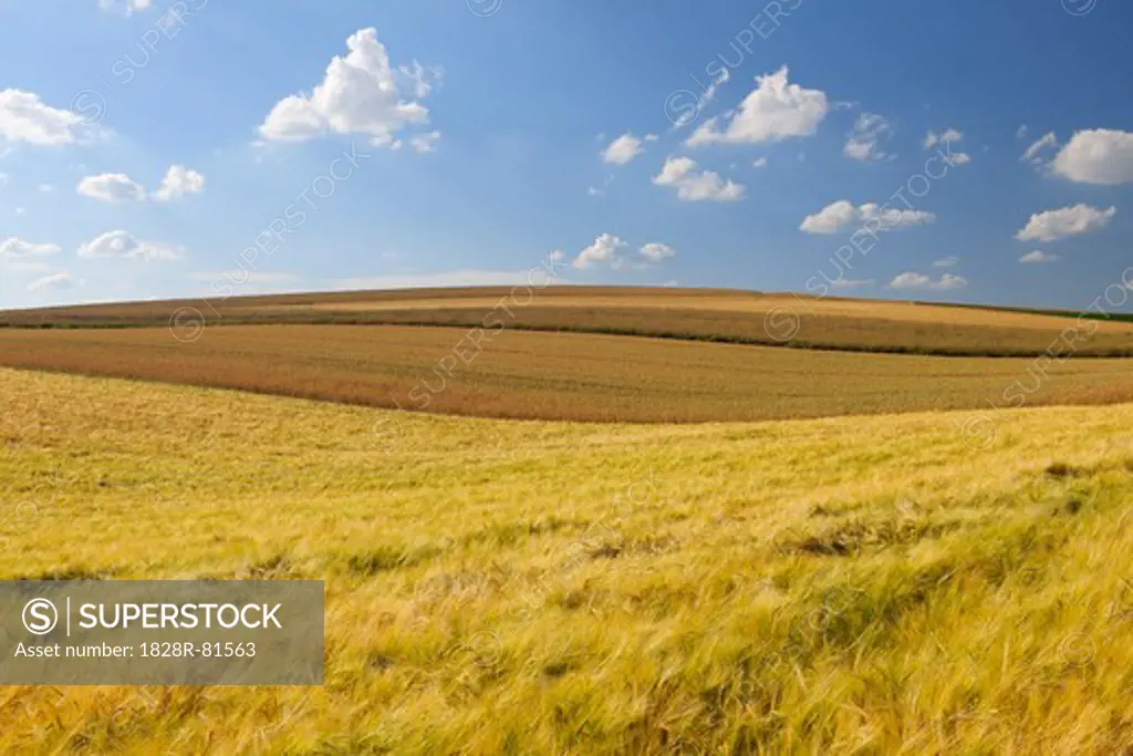 Grain Field, Marktheidenfeld, Franconia, Bavaria, Germany