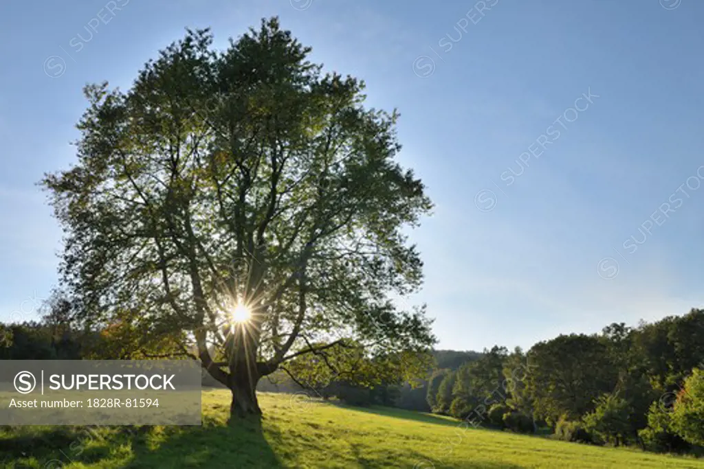 Cheery Tree, Jossa, Sinntal, Main-Kinzig, Darmstadt Region, Spessart, Hesse, Germany