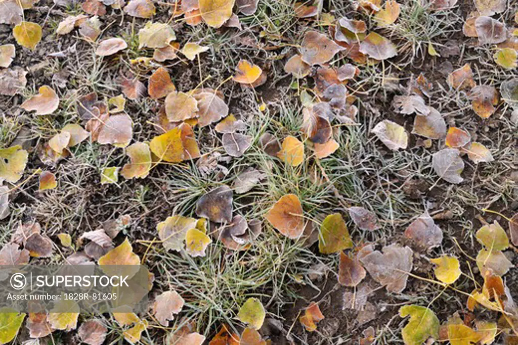 Cottonwood Leaves with Hoarfrost, Schotten, Vogelsberg District, Hesse, Germany