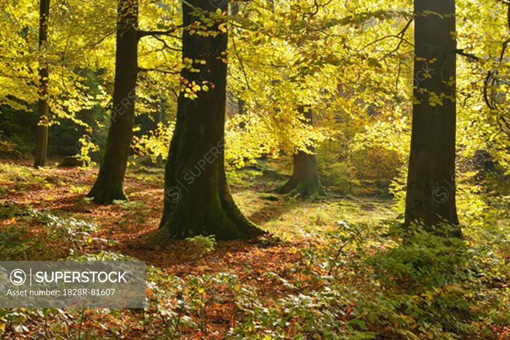Beech Forest, Floersbachtal, Main-Kinzig-Kreis, Darmstadt Region, Hesse, Spessart, Germany